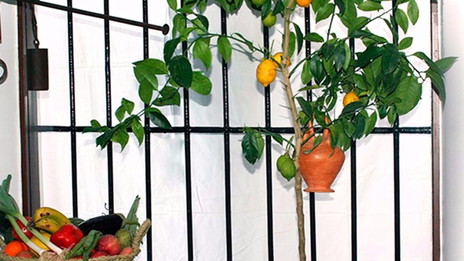 Apostamos por el cuidado de la tierra, la producción agrícola local, el comercio justo y la dieta mediterránea.