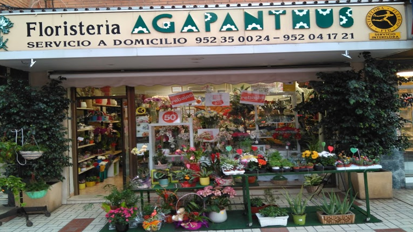 Floristería. Amplia variedad de flores y plantas.